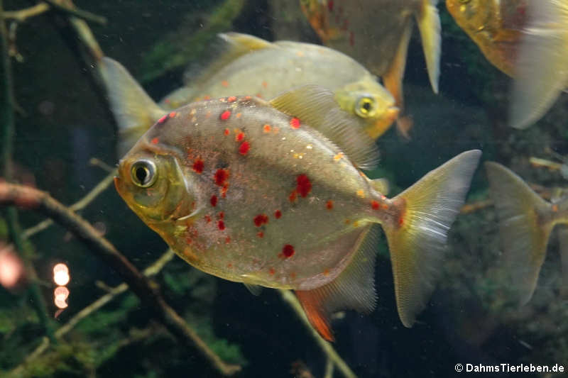 Haken-Scheibensalmler (Myloplus rubripinnis)