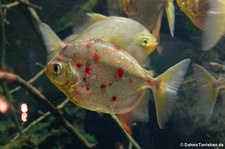 Haken-Scheibensalmler (Myloplus rubripinnis) im Aquazoo Löbbecke Museum Düsseldorf