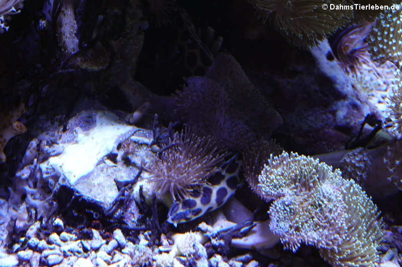 Myrichthys maculosus-1