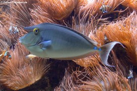 Langnasen-Doktorfisch im Aquazoo Löbbecke Museum Düsseldorf