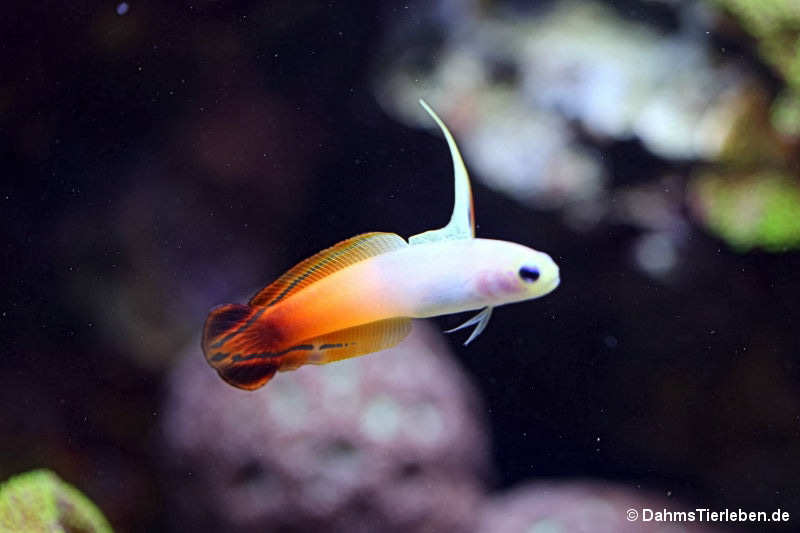 Nemateleotris magnifica