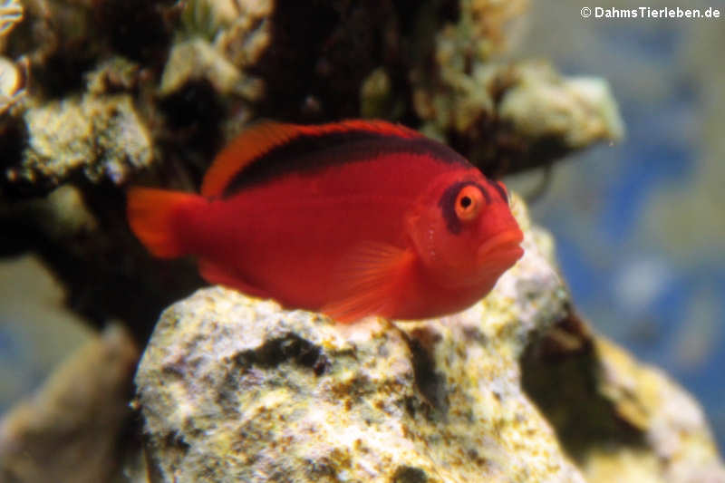 Neocirrhites armatus-1