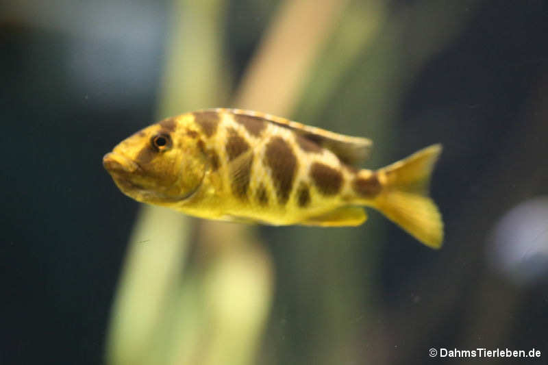 Nimbochromis venustus