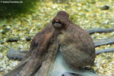 Gewöhnlicher Krake (Octopus vulgaris) im Aquazoo Löbbecke Museum Düsseldorf 