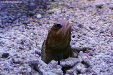 Castelnaus Kieferfisch (Opistognathus castelnaui) im Aquazoo Löbbecke Museum Düsseldorf