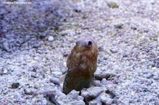 Castelnaus Kieferfisch (Opistognathus castelnaui) im Aquazoo Löbbecke Museum Düsseldorf