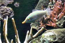 Orangepunkt-Feilenfisch (Oxymonacanthus longirostris) Aquazoo Löbbecke Museum Düsseldorf