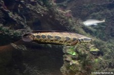 Dunkelbäuchiger Schlangenkopf (Parachanna obscura) im Aquazoo Löbbecke Museum Düsseldorf