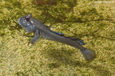 Afrikanischer Schlammspringer (Periophthalmus barbarus) im Aquazoo Löbbecke Museum Düsseldorf