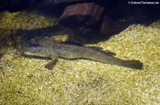 Afrikanischer Schlammspringer (Periophthalmus barbarus) im Aquazoo Löbbecke Museum Düsseldorf