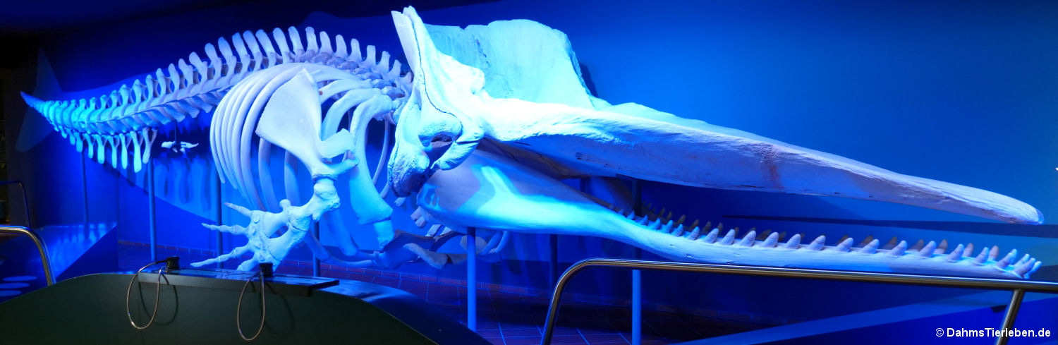 Skelett eines Pottwals Pottwal