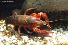 Roter Amerikanischer Sumpfkrebs (Procambarus clarkii) im Aquazoo Düsseldorf