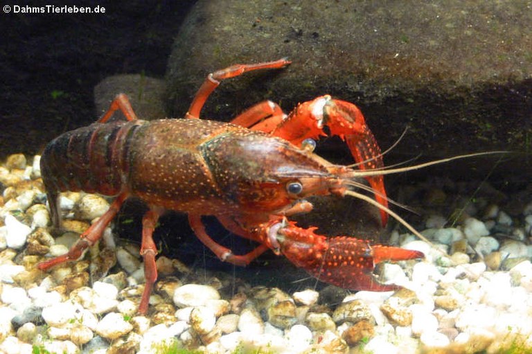 Procambarus clarkii