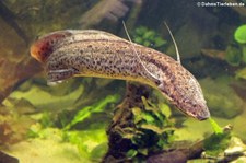 Westafrikanischer Lungenfisch (Protopterus annectens) im Aquazoo Löbbecke Museum Düsseldorf