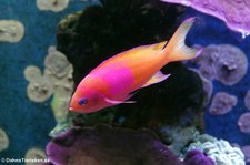 männlicher Neonfahnenbarsch (Pseudanthias pleurotaenia) im Aquazoo Löbbecke Museum Düsseldorf