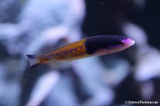 Pseudojuloides severnsi-2