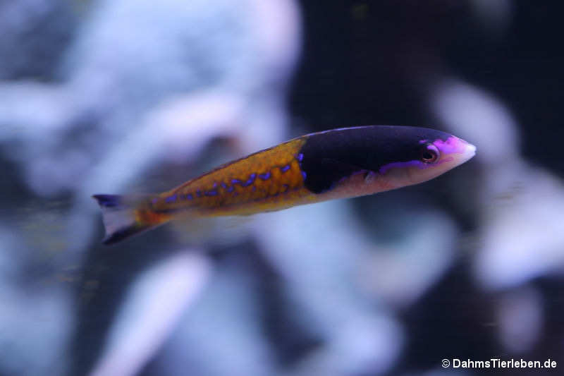 Pseudojuloides severnsi