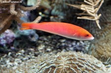 Schabracken-Schlankjunker (Pseudojuloides severnsi) im Aquazoo Löbbecke Museum Düsseldorf