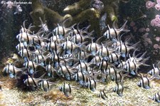 Banggai-Kardinalbarsche (Pterapogon kauderni) im Aquazoo Düsseldorf