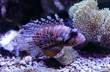 Pterois antennata-2