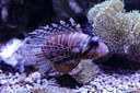 Pterois antennata