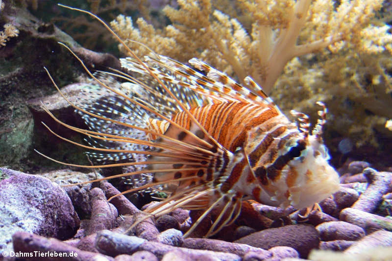 Antennenfeuerfisch (Pterois antennata)