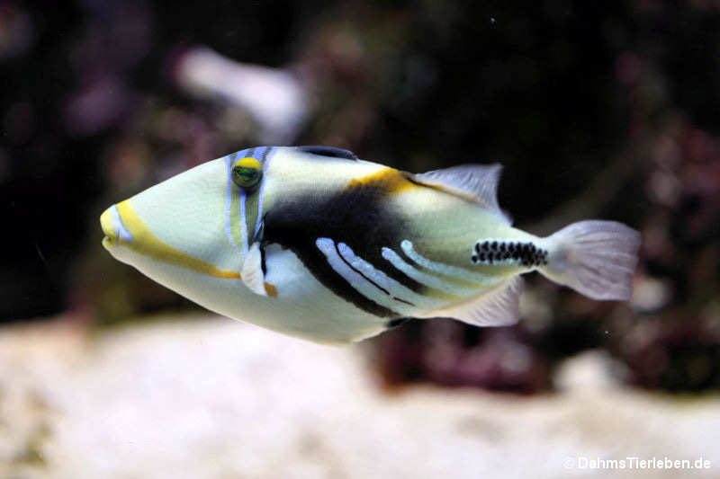 Rhinecanthus aculeatus