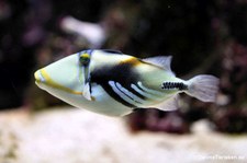 Picasso-Drückerfisch (Rhinecanthus aculeatus)
im Aquazoo Löbbecke Museum Düsseldorf Rhinecanthus aculeatus-3