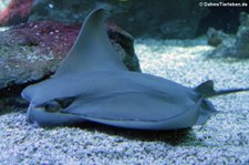 Oman-Kuhnasenrochen (Rhinoptera jayakari) Aquazoo Löbbecke Museum, Düsseldorf