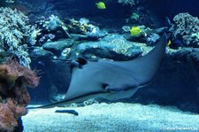 Oman-Kuhnasenrochen (Rhinoptera jayakari) Aquazoo Löbbecke Museum, Düsseldorf