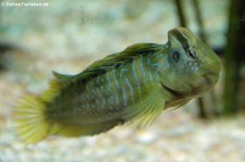 Pfauenaugenschleimfisch (Salaria pavo) im Aquazoo Löbbecke Museum Düsseldorf