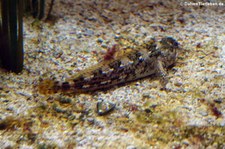 Juwelen-Felshüpfer (Salarias fasciatus) im Aquazoo Löbbecke Museum Düsseldorf