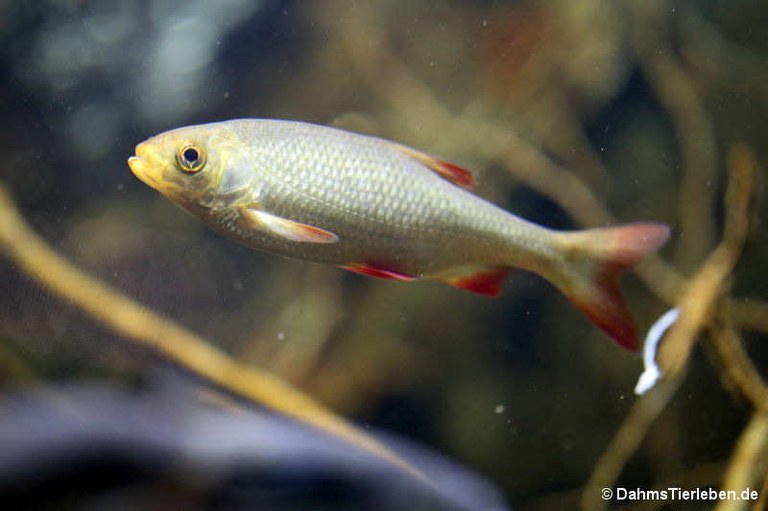 Scardinius erythrophthalmus