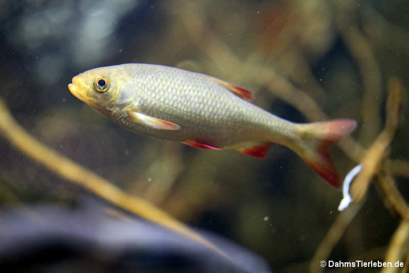 Scardinius erythrophthalmus