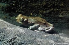 Rote Kröte (Schismaderma carens) im Aquazoo Löbbecke Museum Düsseldorf