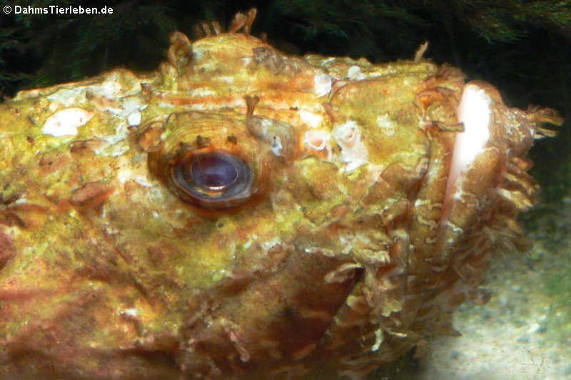 Scorpaena scrofa-1