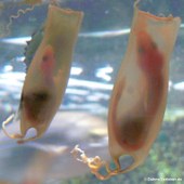 Scyliorhinus canicula-3