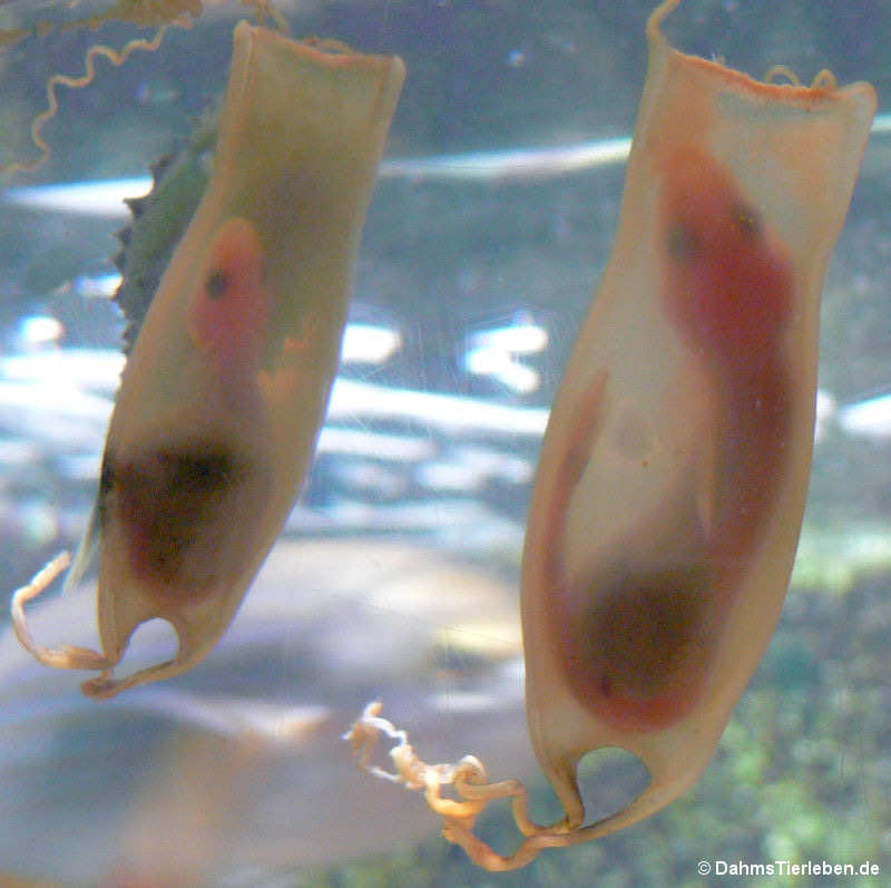 Scyliorhinus canicula-3