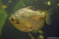 Piranha (Serrasalmus maculatus) im Aquazoo Löbbecke Museum Düsseldorf