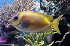 Indonesischer Korallenkaninchenfisch (Siganus corallinus) im Aquazoo Löbbecke Museum Düsseldorf