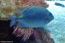 Goldfleck-Kaninchenfisch (Siganus guttatus) im Aquazoo Löbbecke Museum Düsseldorf