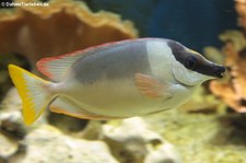 Aquazoo Löbbecke Museum, Düsseldorf