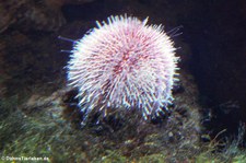 Violetter Seeigel (Sphaerechinus granularis) im Aquazoo Löbbecke Museum Düsseldorf