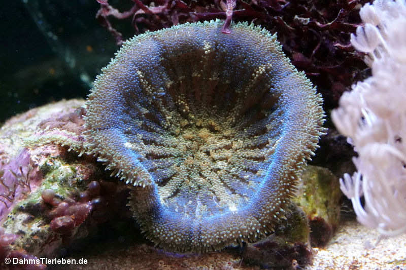 Stichodactyla tapetum