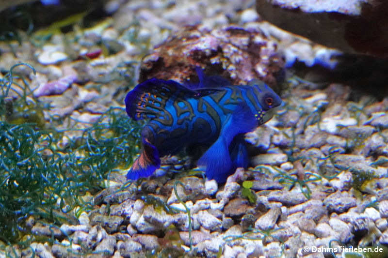 Synchiropus splendidus