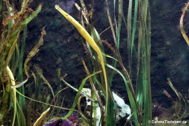 Grasnadel Syngnathus typhle-1