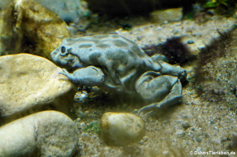 Titicaca-Riesenfrosch (Telmatobius culeus)