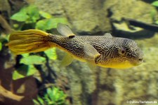 Goldringel-Kugelfisch (Tetraodon mbu) im Aquazoo Löbbecke Museum Düsseldorf