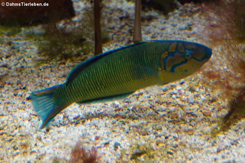 Meerpfau (Thalassoma pavo)