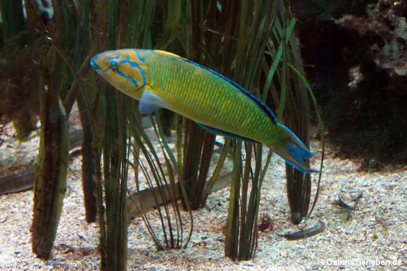 Thalassoma pavo